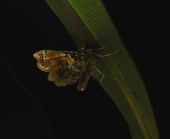 Musotima suffusalis