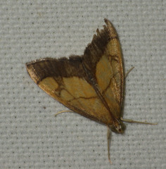 Evergestis limbata