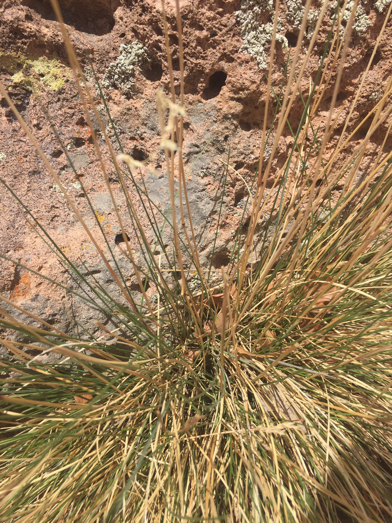 Muttongrass (Plants of Lone Mesa State Park) · iNaturalist