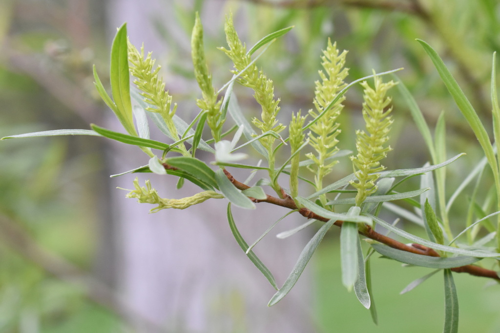 Narrowleaf Willow from Utah, Utah, United States on April 29, 2019 at ...