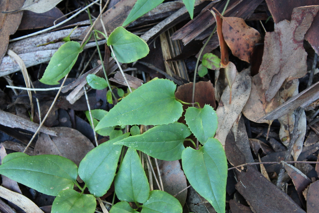 Australian Clematis from Boatshed, Smiths Lake NSW 2428, Australia on ...