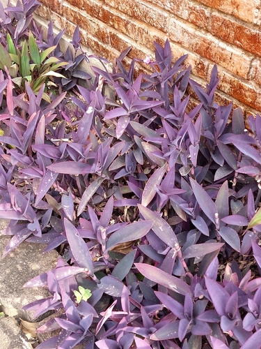 Tradescantia pallida