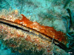 Pinna nobilis