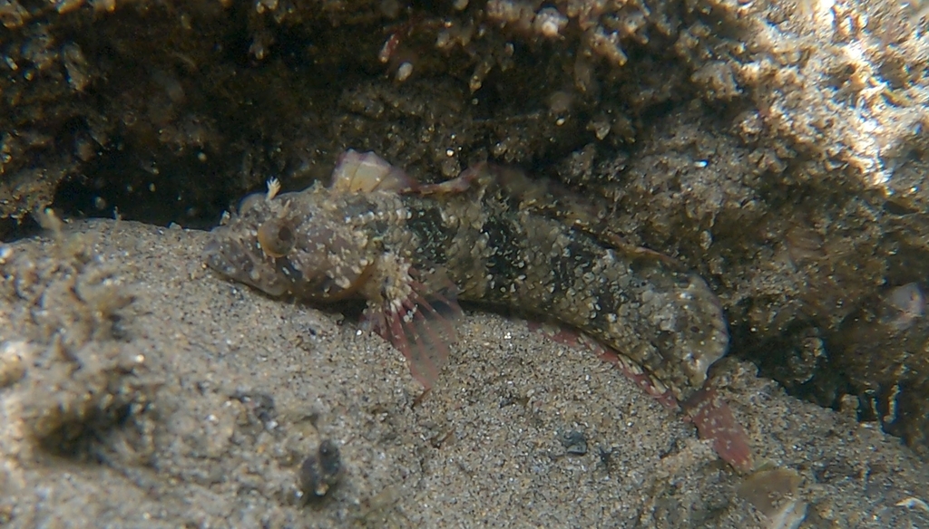 Mexican Blenny