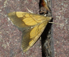 Evergestis limbata