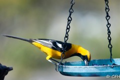 Icterus cucullatus