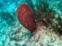 Pinna nobilis