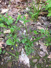 Ranunculus abortivus
