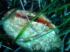 Pinna nobilis