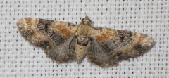 Eupithecia linariata