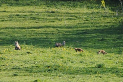 Vulpes vulpes rubricosa