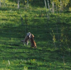 Vulpes vulpes rubricosa