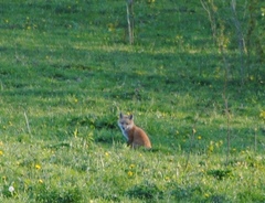 Vulpes vulpes rubricosa