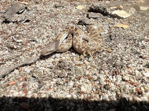 iNaturalist observation photo of Coast Night Snake