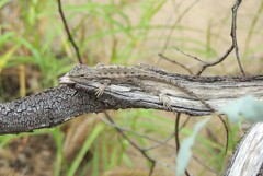 Burn's Dragon photo 2