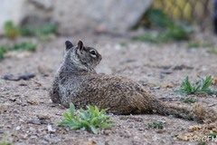 Otospermophilus beecheyi