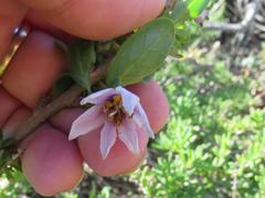 Solanum guineense