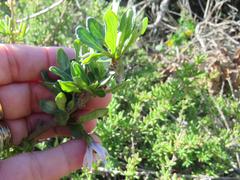 Solanum guineense