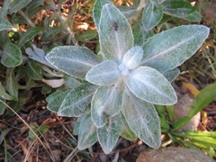 Oresbia heterocarpa