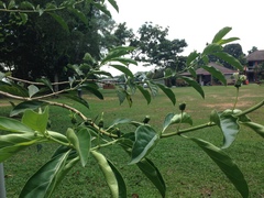 Heptapleurum arboricola