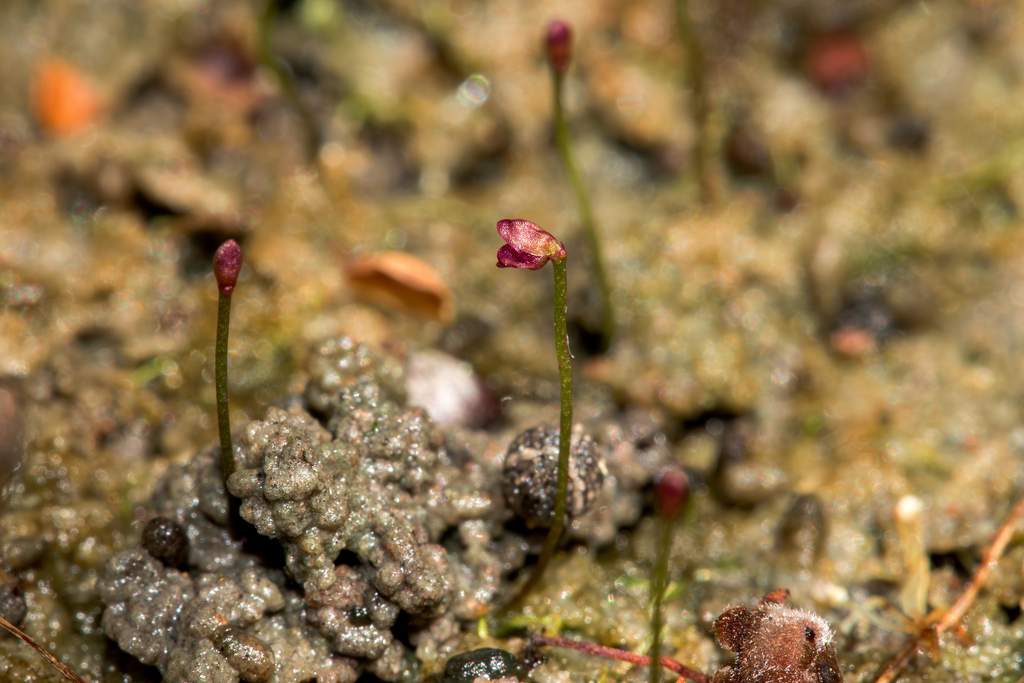 Utricularia simmonsii Lowrie, Cowie & Conran 2