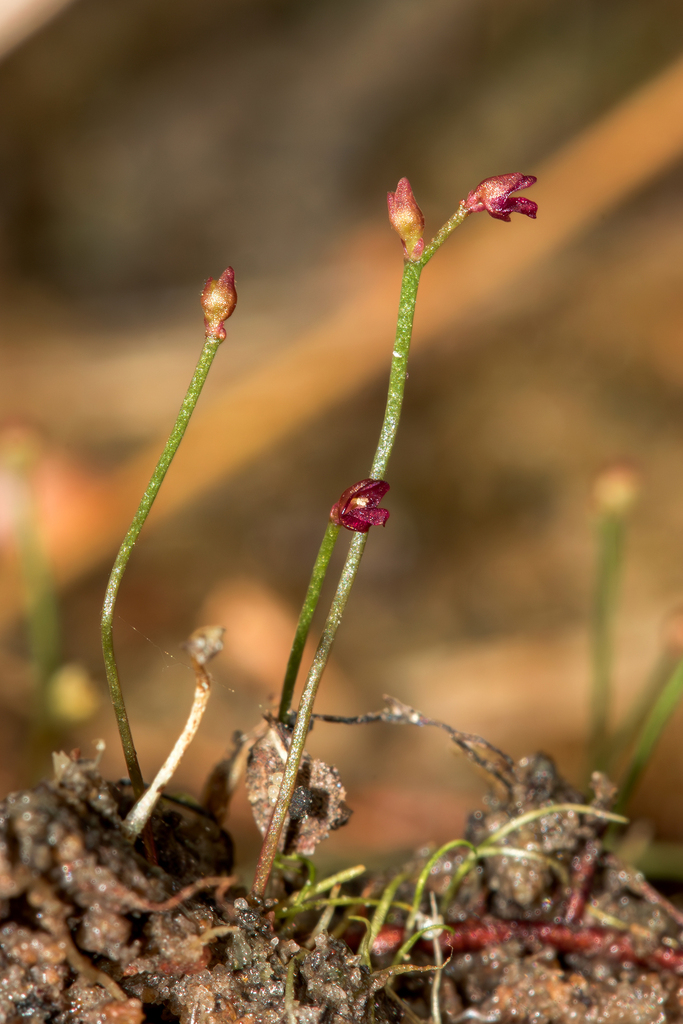 Utricularia simmonsii Lowrie, Cowie & Conran