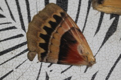 Chelepteryx chalepteryx