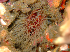 Limaria fragilis
