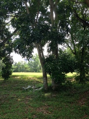 Ficus prolixa