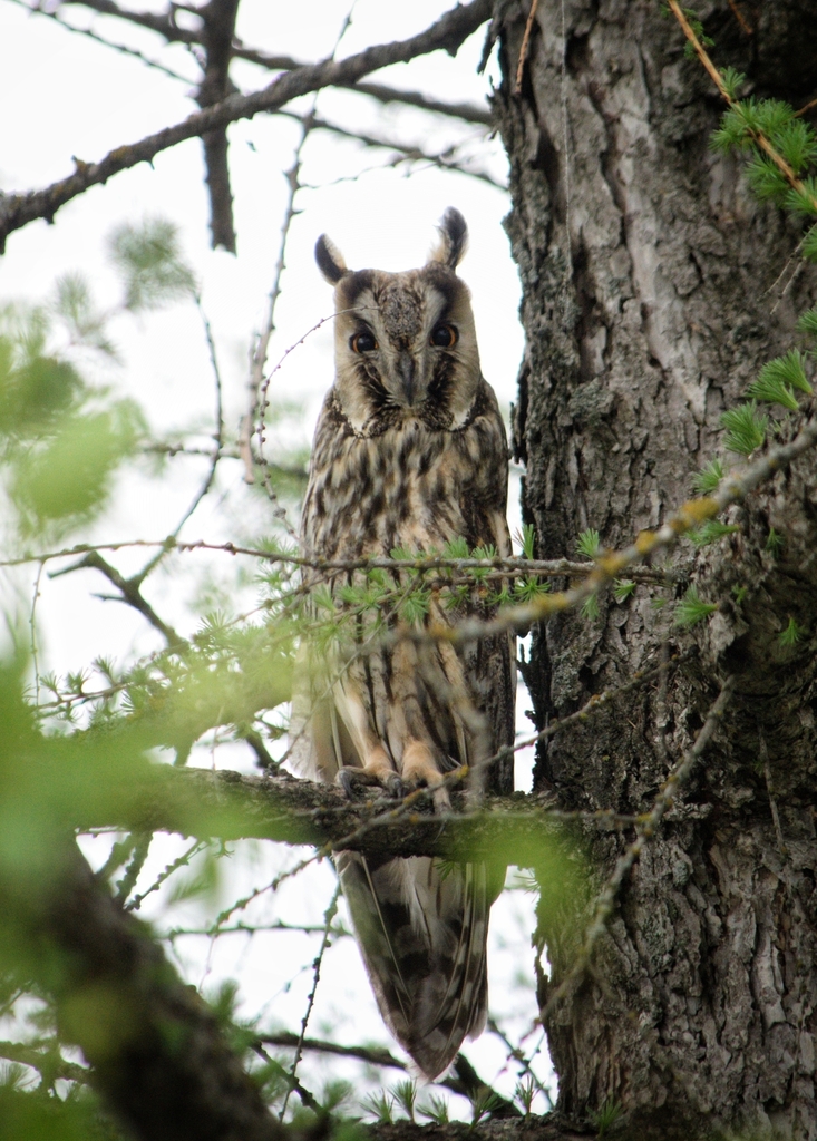 iNaturalist.org. К.Акчурина, Комсомольский р-н Чувашия, апрель 2024