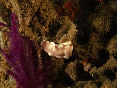 Hypselodoris pulchella