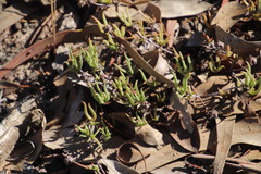 Lampranthus spiniformis