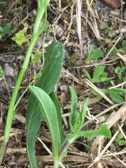 Angiospermae