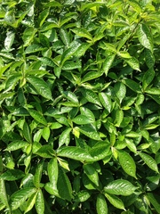 Piperales