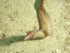 Gymnothorax griseus