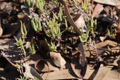 Lampranthus spiniformis