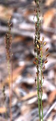Bulbine cepacea