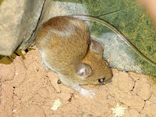 Indian Gerbil