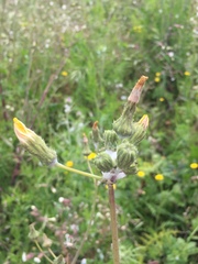 Sonchus