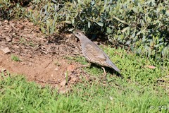 Callipepla californica