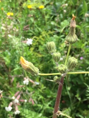 Sonchus