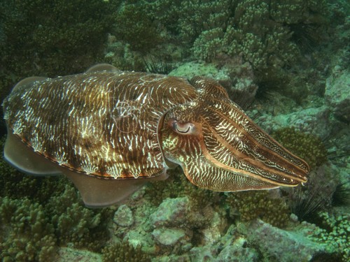 Pharaoh Cuttlefish