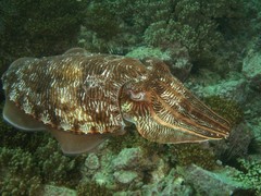 Sepia pharaonis