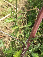 Sonchus