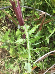 Sonchus