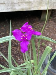 Tradescantia