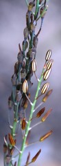 Bulbine cepacea