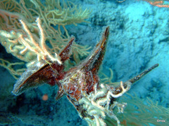 Pteria aegyptiaca