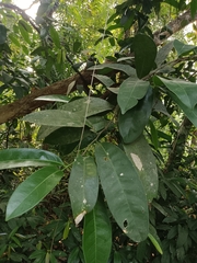 Samadera indica, photograph renjus box, CC BY, iNaturalist via GBIF