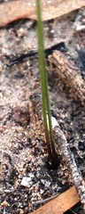 Bulbine cepacea